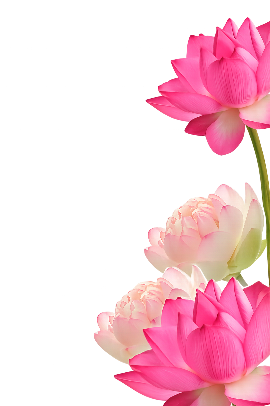 Side Lotus Right