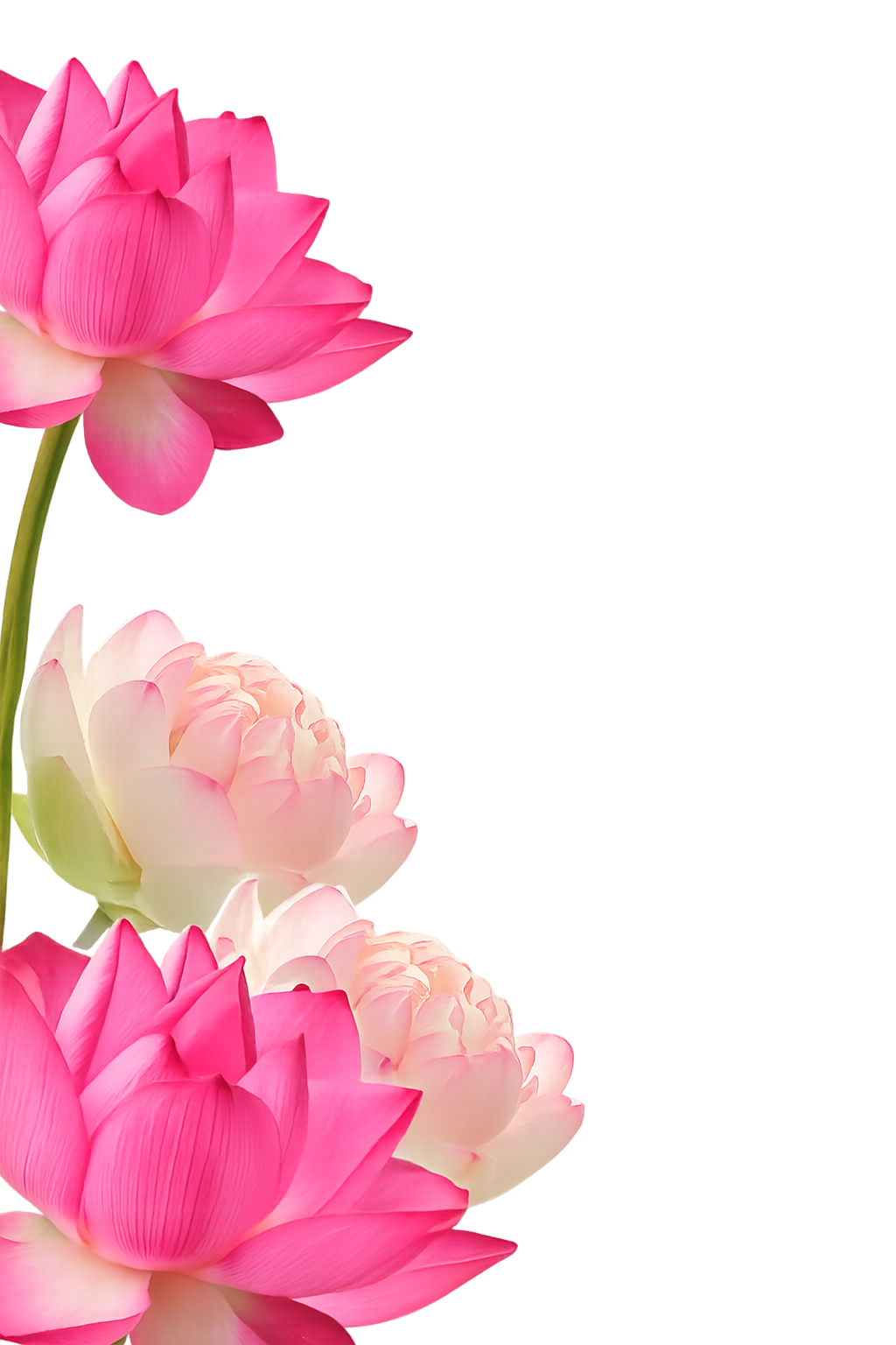 Side Lotus